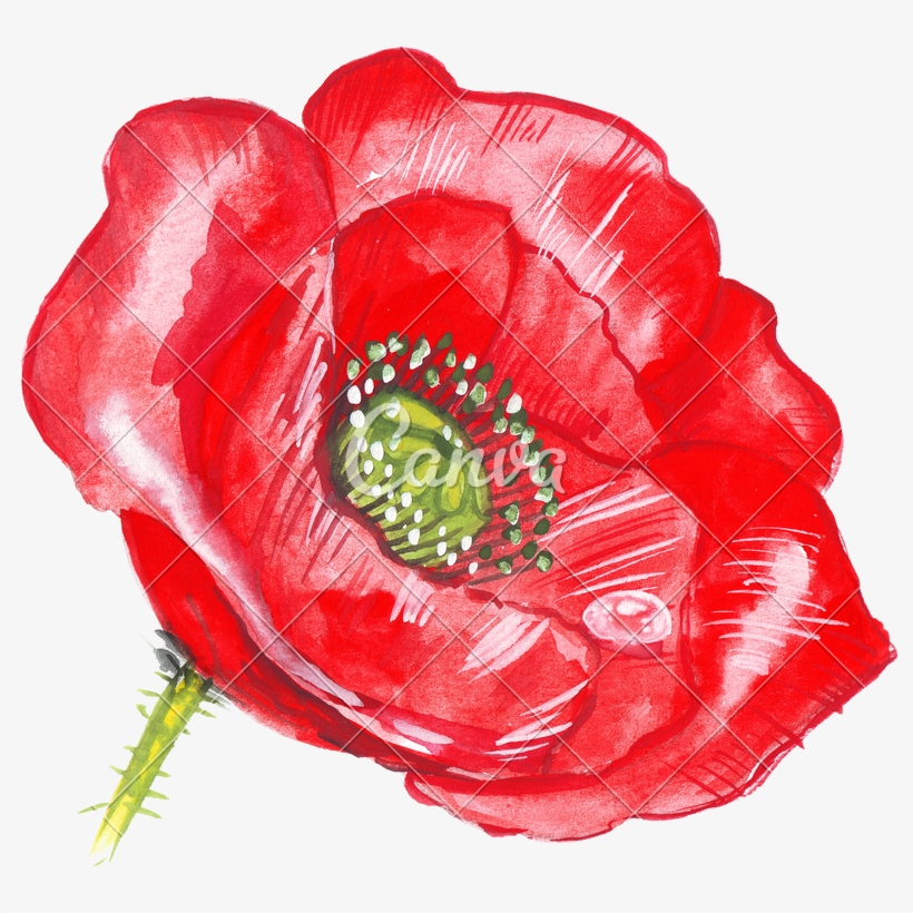 Hand Drawing Sketch Poppy Flower - Flor De Amapola Dibujo, transparent png #902332