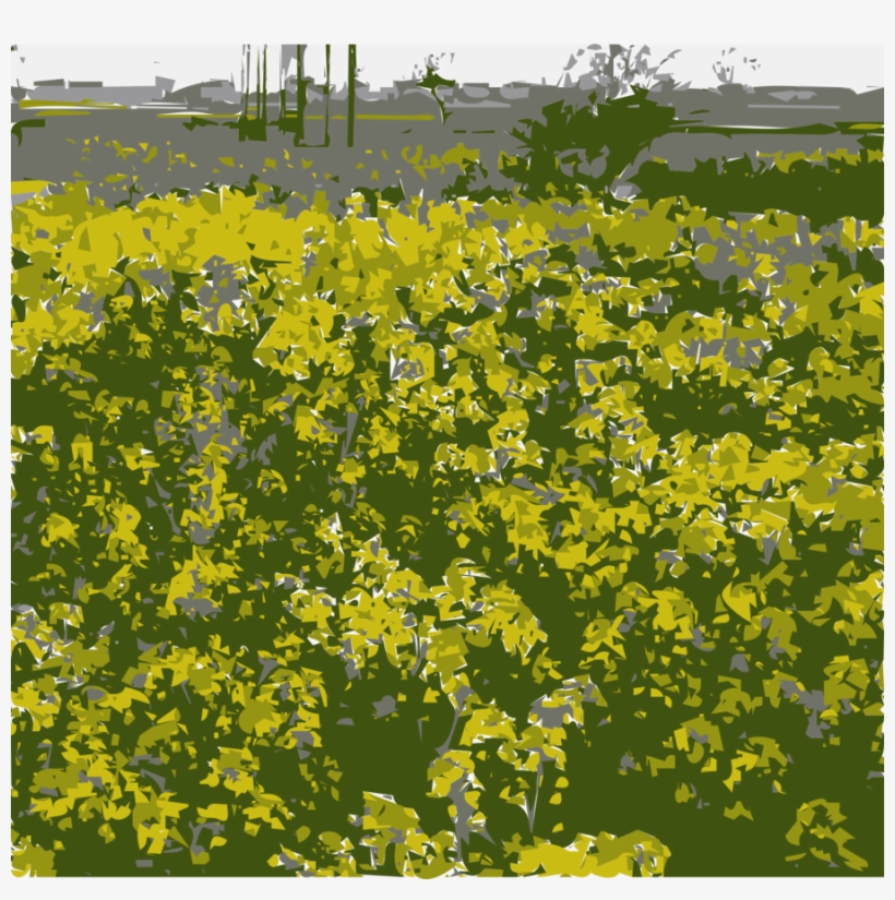 Rapeseed Clipart Canola Oil Field Mustard Rapeseed, transparent png #903414