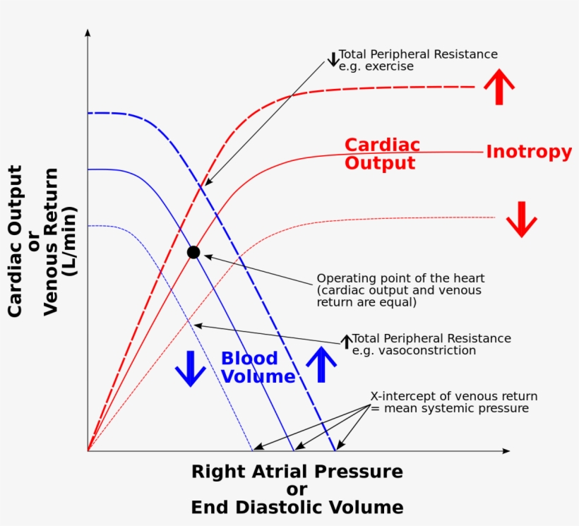 Starling Rap Combined - Starling Law Of The Heart, transparent png #904305
