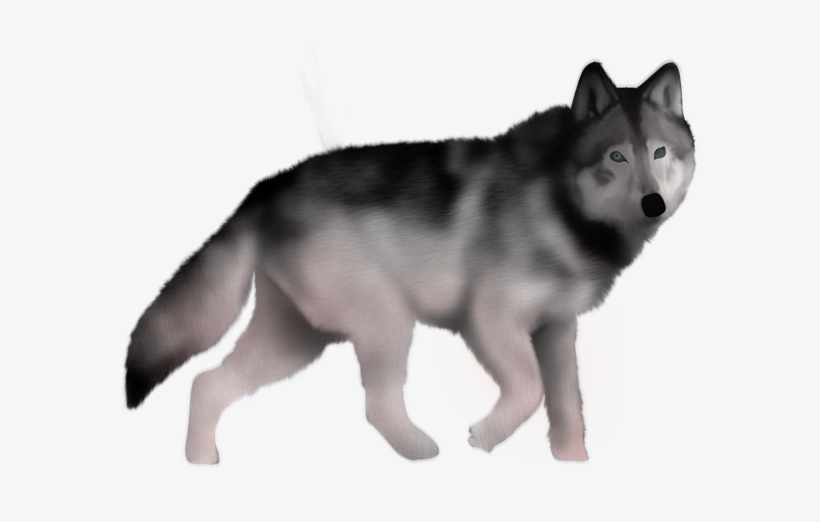 Lobo - Mackenzie River Husky, transparent png #905435