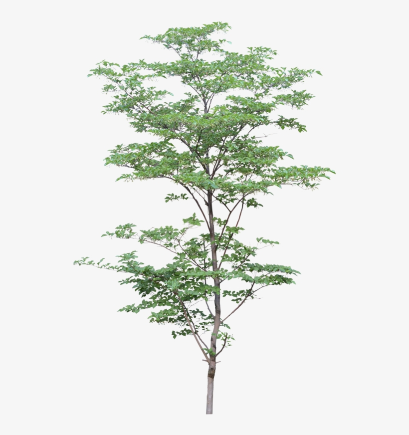 Png Watercolor Trees Arbre Detoure Photoshop Gratuit Free Transparent Png Download Pngkey Png Watercolor Trees Arbre Detoure Photoshop Gratuit Free Transparent Png Download Pngkey
