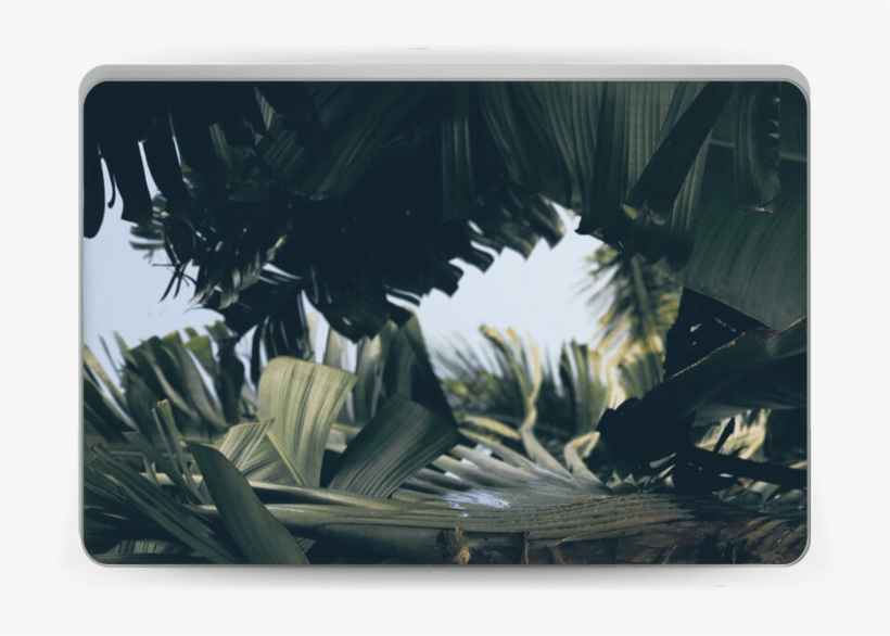 Tropical Leaves - Macbook, transparent png #907126