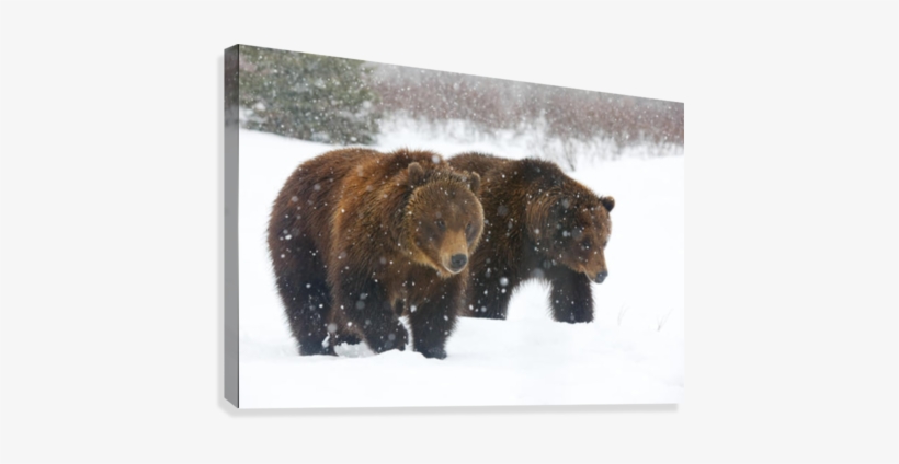 A Pair Of Adult Brown Bears Walk Through Falling Snow - Posterazzi A Pair Of Adult Brown Bears Walk Through, transparent png #908510