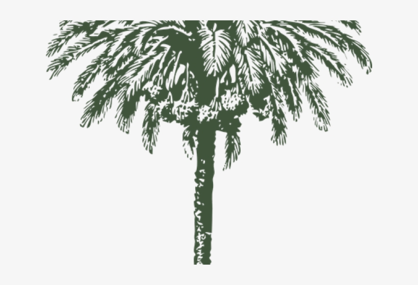 Date Palm Clipart Arabian - Date Palm Tree Drawing, transparent png #908844