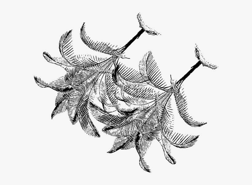 Line Art, transparent png #908975