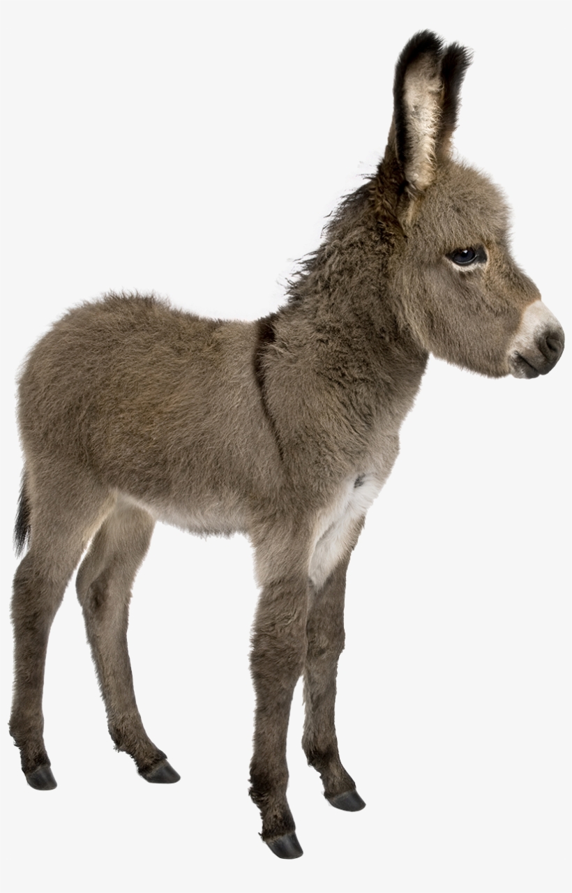 Donkey Png Pic, transparent png #909610