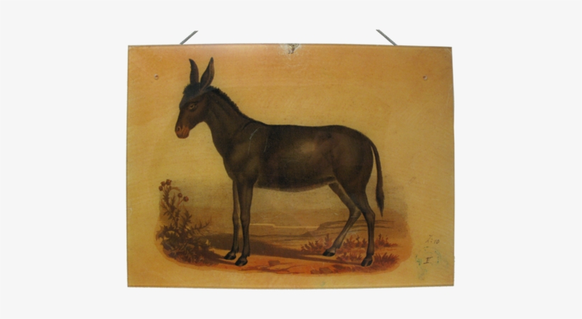 Mustang Horse, transparent png #909746