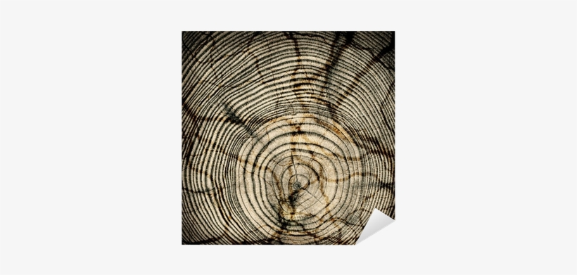 Close-up Crack Wooden Cut Texture With Burning Frame - Wood, transparent png #909772