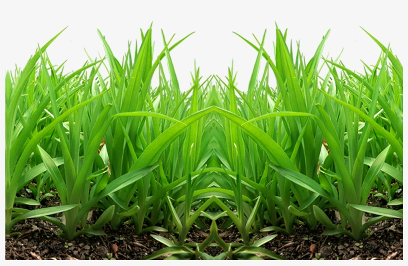 Grass Png Images, Pictures - Grass Png For Picsart, transparent png #9000267