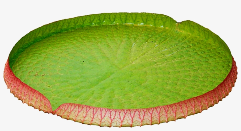 Lily Pad Png - Water Lily, transparent png #9000744