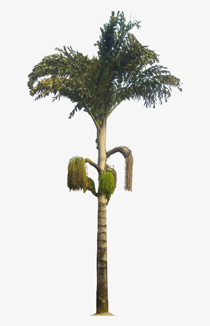 Caryota Urens - Caryota Urens Png, transparent png #9001603