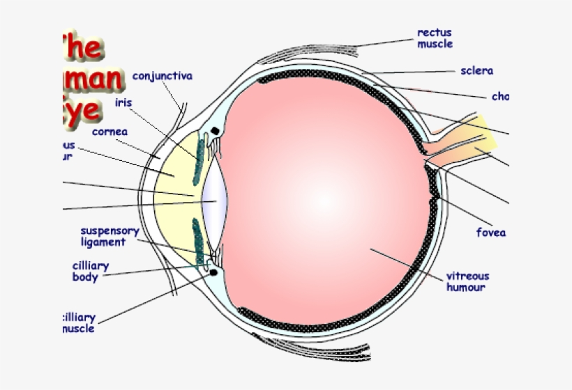 Drawn Eyeball Human Eye - Eye, transparent png #9003382