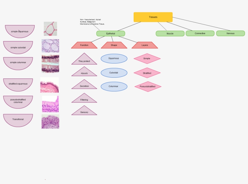Tissues And Epithelial Tissues, transparent png #9004371