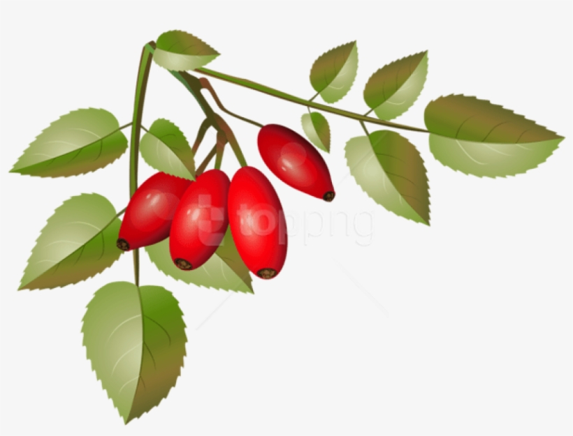 Free Png Brier Bush With Ripe Fruits Branch Png Png - Clip Art, transparent png #9004903