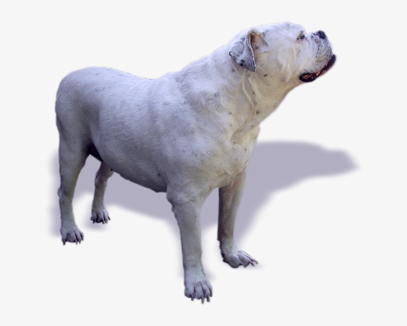 Dog, Bulldog, Oldebulldog, Old English Bulldog - Dogo Argentino Png, transparent png #9005392