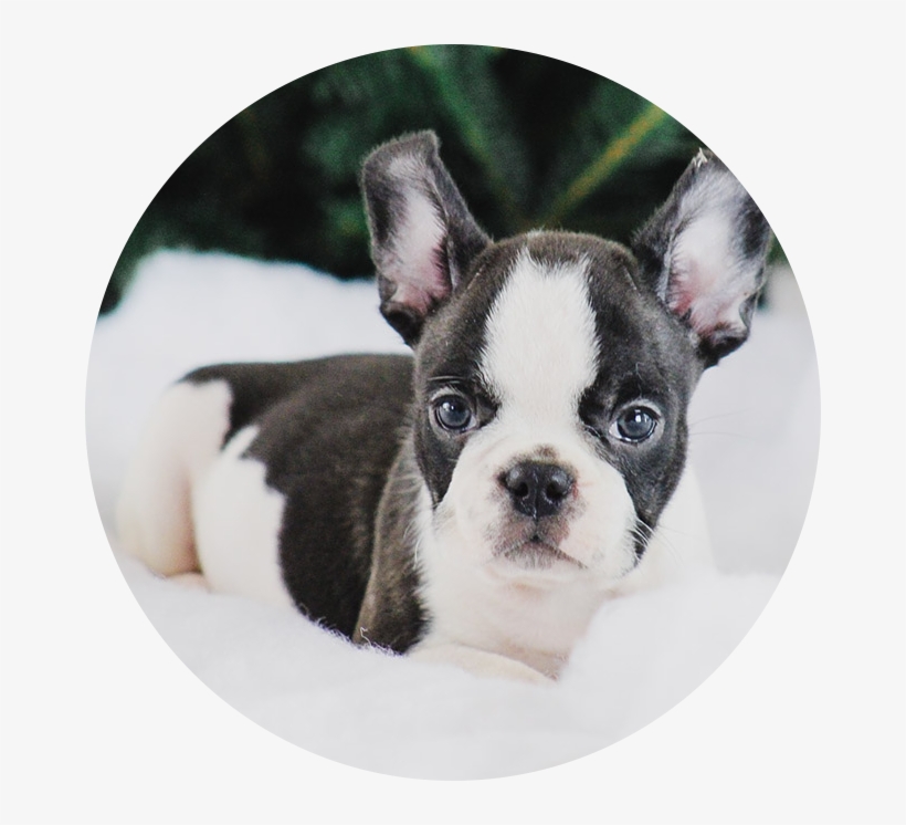 Boston Terrier, transparent png #9005719