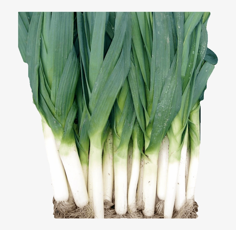 Leeks - Welsh Onion, transparent png #9006137