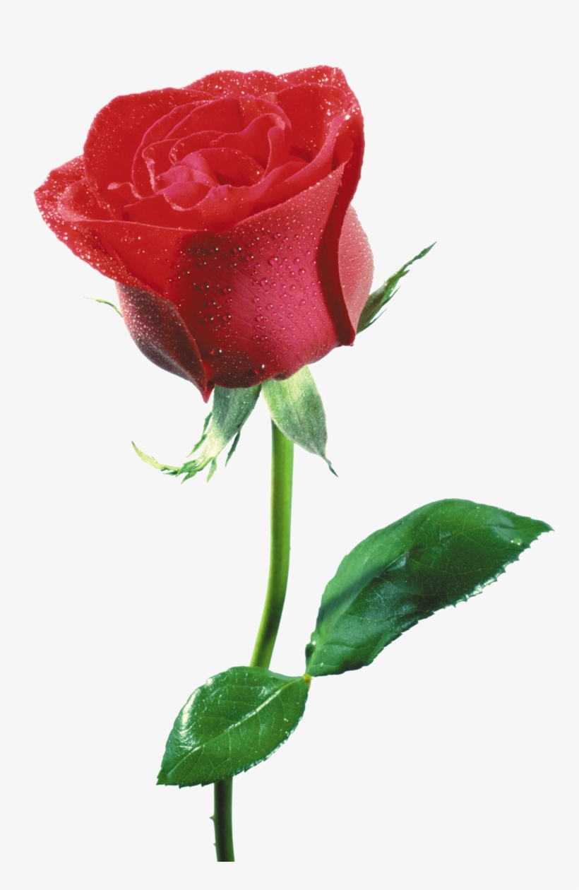 Rose Png, Download Png Image With Transparent Background, - Flor De Una Rosa, transparent png #9007358