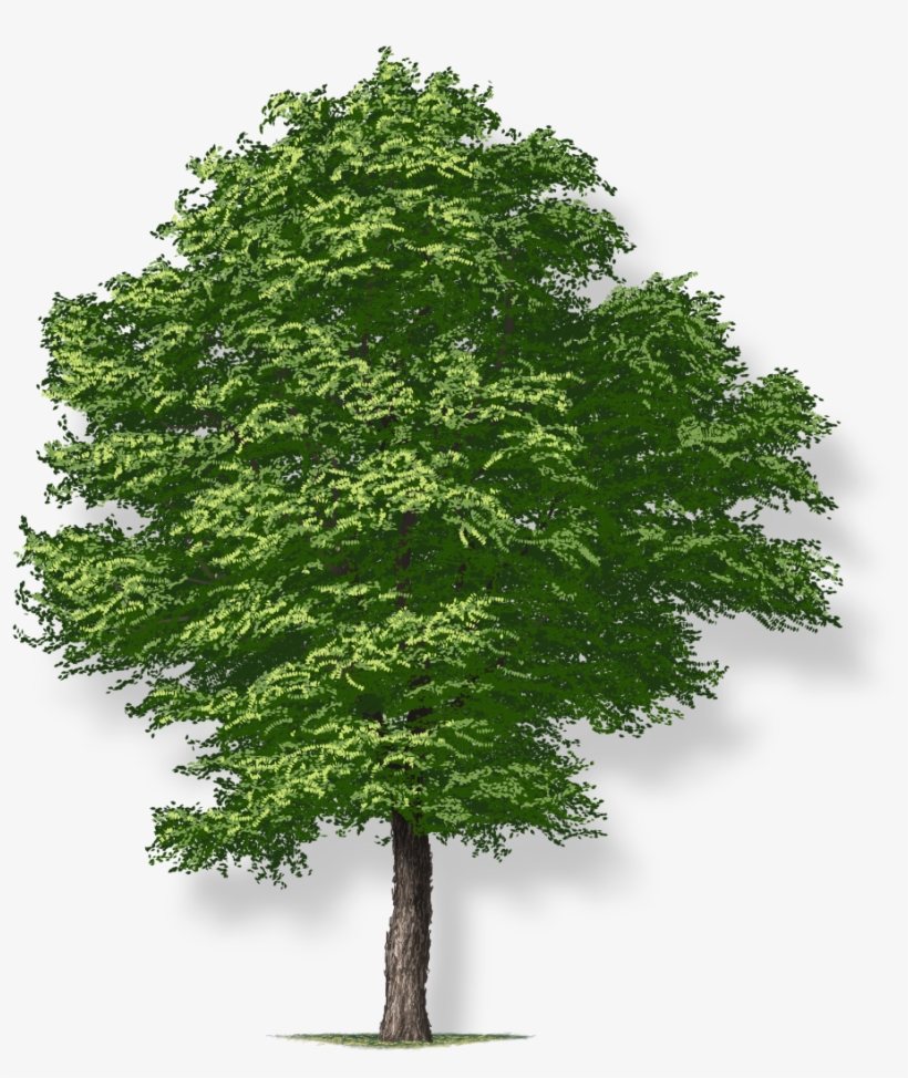 Tree Height - Tree Png, transparent png #9007362