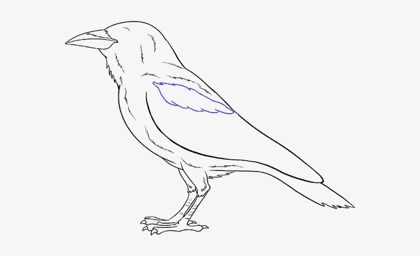 How To Draw Raven - Old World Flycatcher, transparent png #9007405