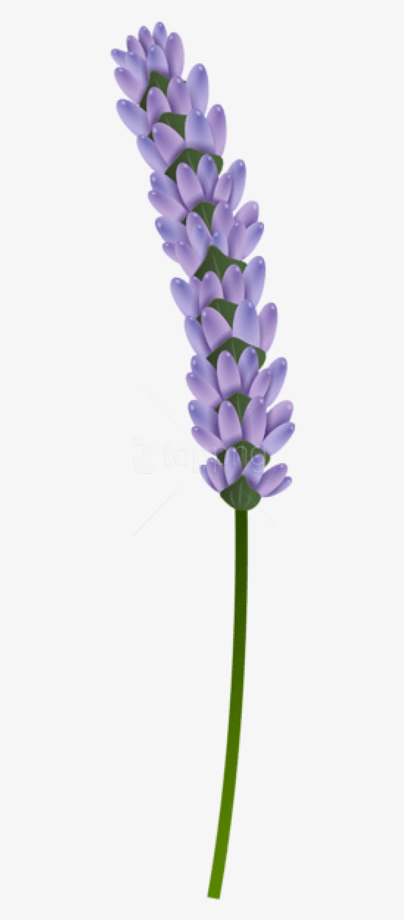 Free Png Download Lavender Transparent Png Images Background - Lavender Flower Transparent Background, transparent png #9008067