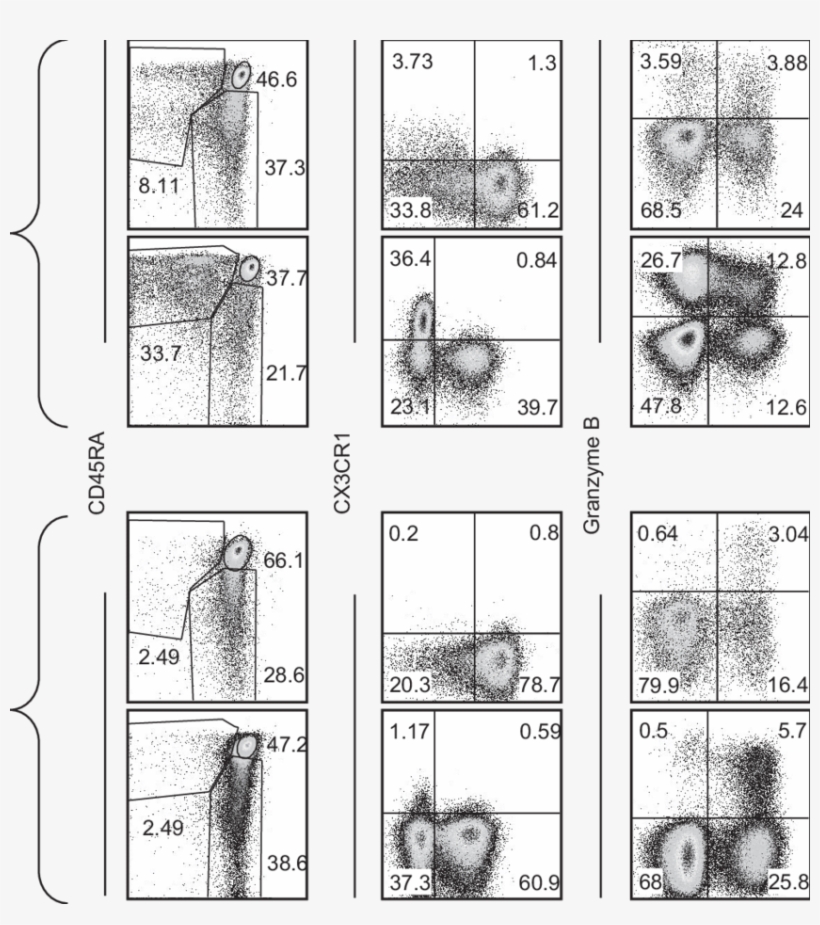 Summarizing Phenotypic Comparison Of Pb And Ln Derived - Drawing, transparent png #9009035