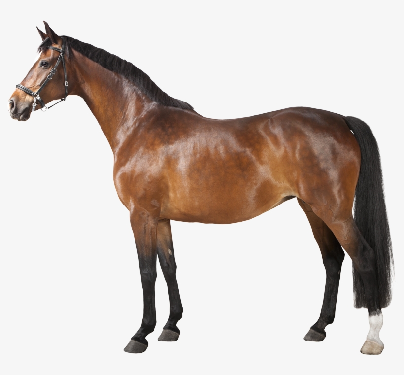 The Science Behind Masters Circle - Horse Png, transparent png #9009378