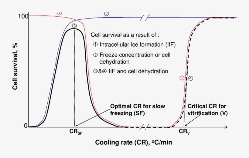 Cell Survival As A Function Of Cooling Rate Due To - Freezing Curve Vitrification Slow, transparent png #9009540