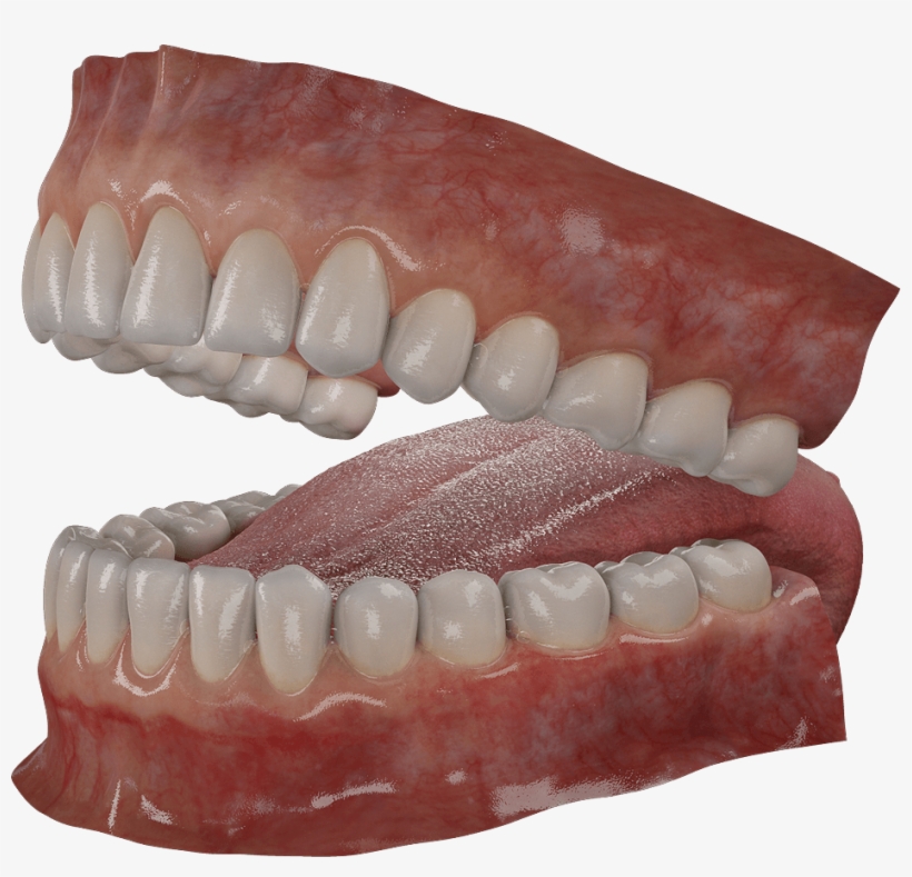 Incisors, Canines, Premolars And Molars - Tongue, transparent png #9010733