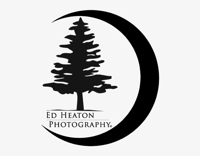 Dadslogofinal-01 - Christmas Tree, transparent png #9012440