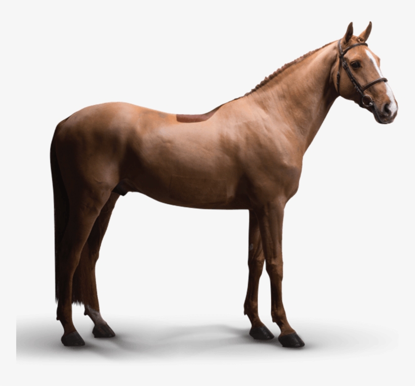 Icarus - Pferde Dunkelfuchs Mit Heller Mähne, transparent png #9013537