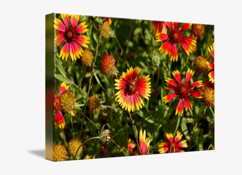 650 X 513 3 - Indian Blanket, transparent png #9016761