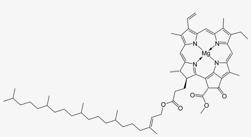 Imagen Modificada De "esqueleto En 2d De La Clorofila\ - Structure Of Chlorophyll B, transparent png #9016793