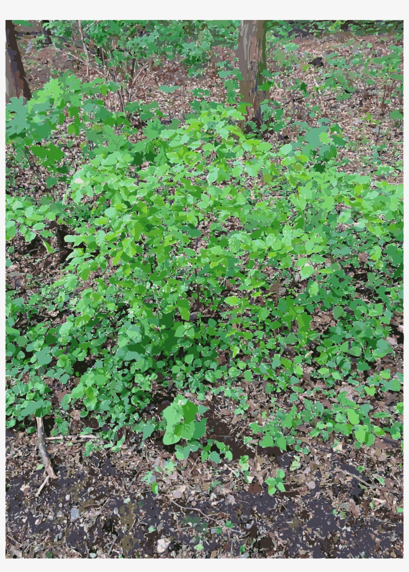 This Free Icons Png Design Of Lichtscheid Forest Again, transparent png #9016945