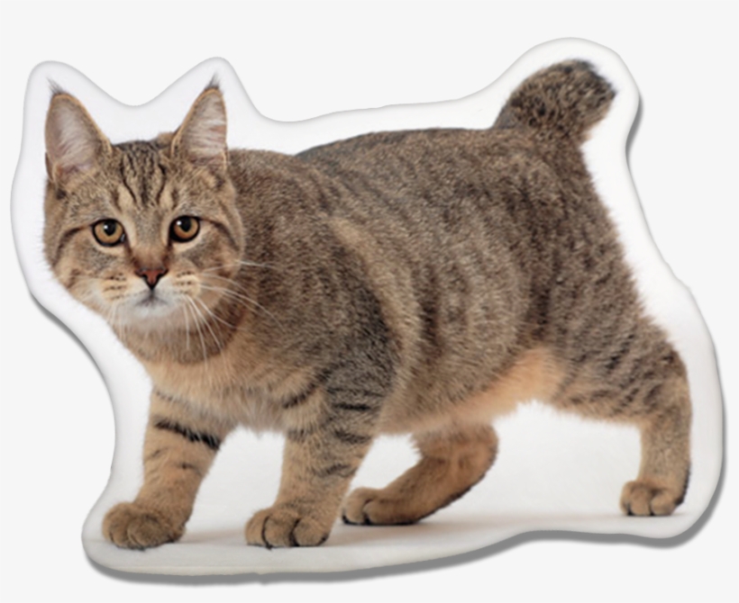 Pixie-bob Cat Pillow, transparent png #9018032