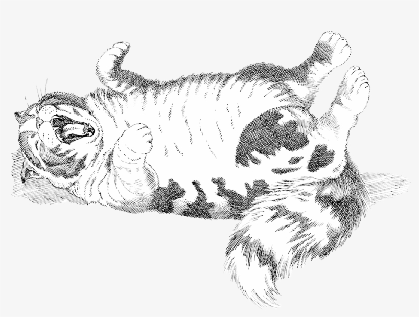 Allister - Sketch, transparent png #9018058