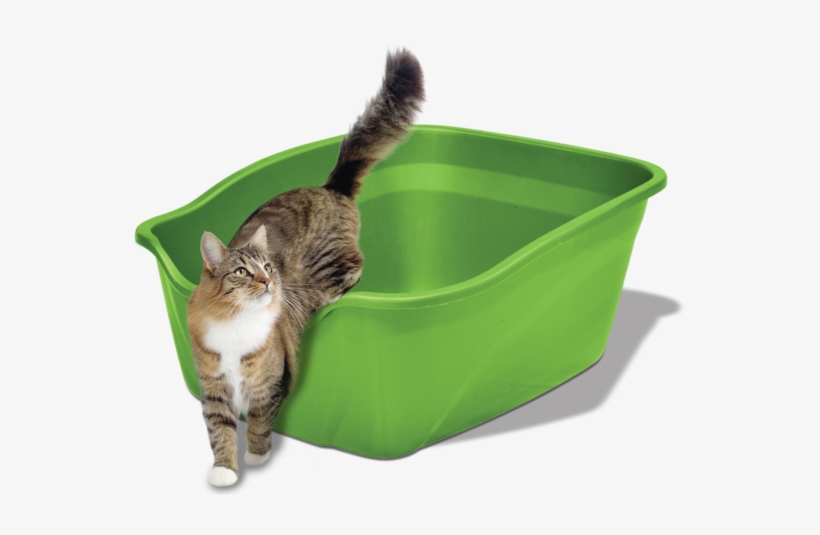 Tabby Cat, transparent png #9018093