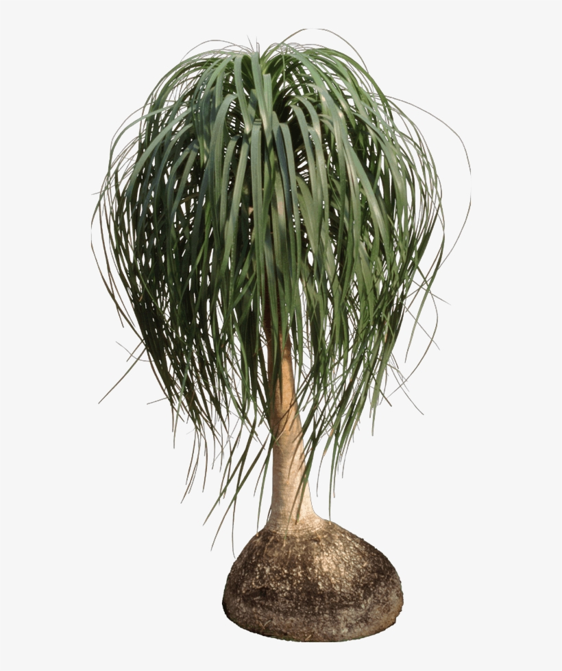 Ponytail Palms - Nolina, transparent png #9019968
