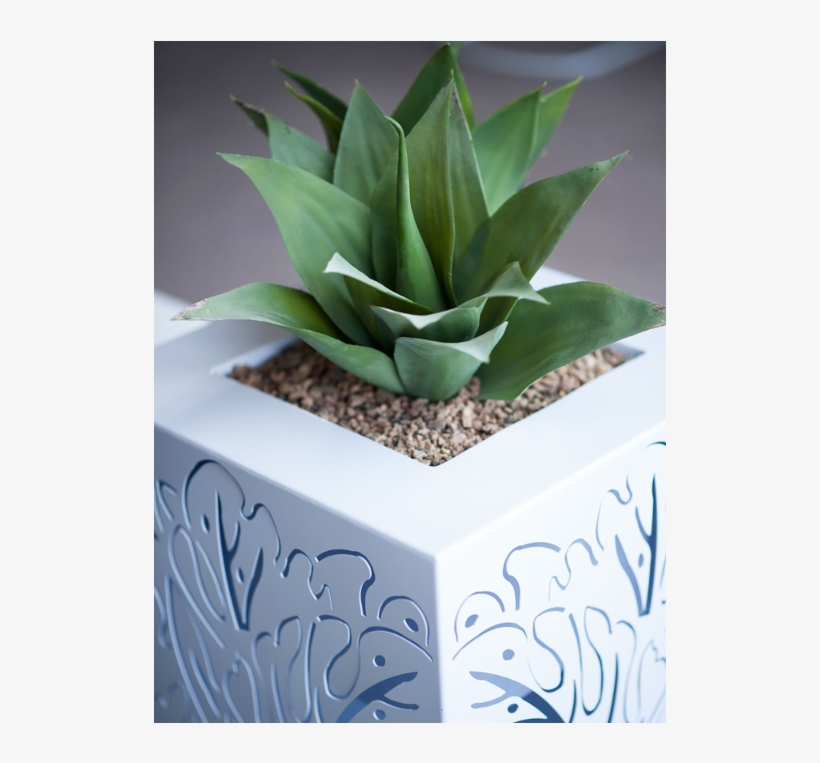 Metallic Botanics Monstera - Agave, transparent png #9020003