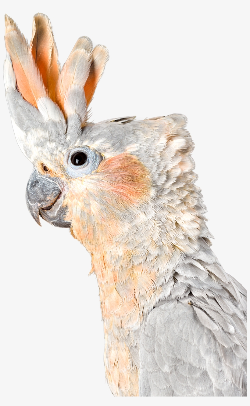 What Is The Difference Between A Cockatiel And A Cockatoo, transparent png #9021767