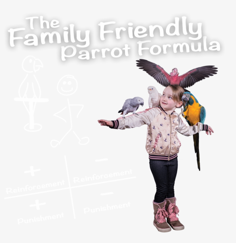 Instant Download Select Options Here - Cockatoo, transparent png #9021852