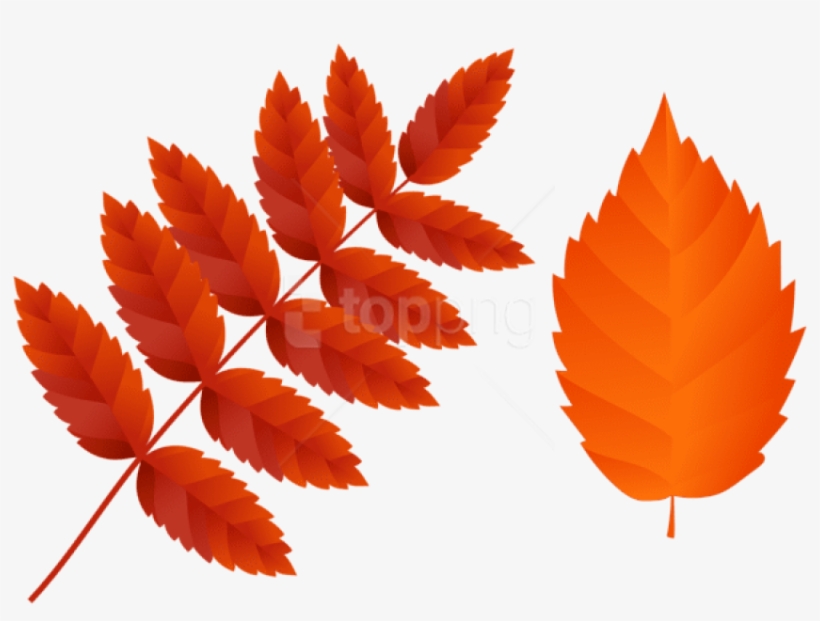 Free Png Download Two Dark Orange Fall Leaves Clipart - Hanfblatt, transparent png #9022020