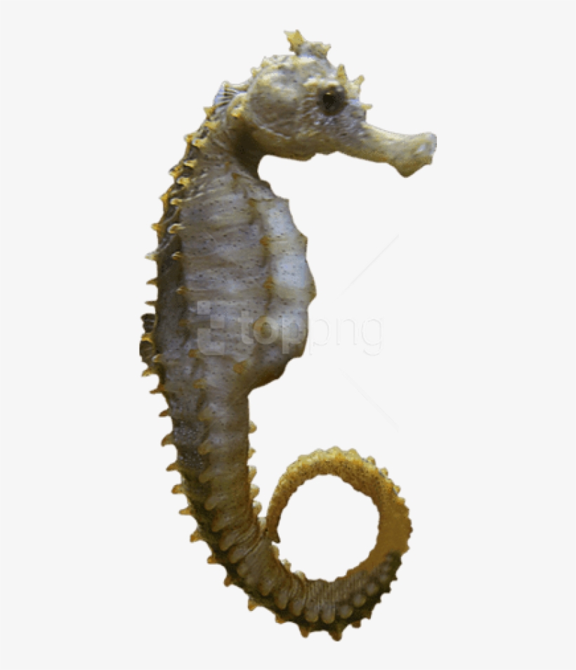 Free Png Download Seahorse Sideview Png Images Background - Portable Network Graphics, transparent png #9022803