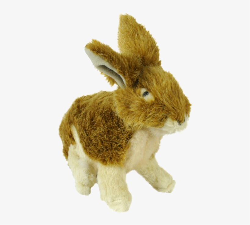 Httpwww - Atwoodsoutdoors - Comimagespet21590780 - Domestic Rabbit, transparent png #9023453