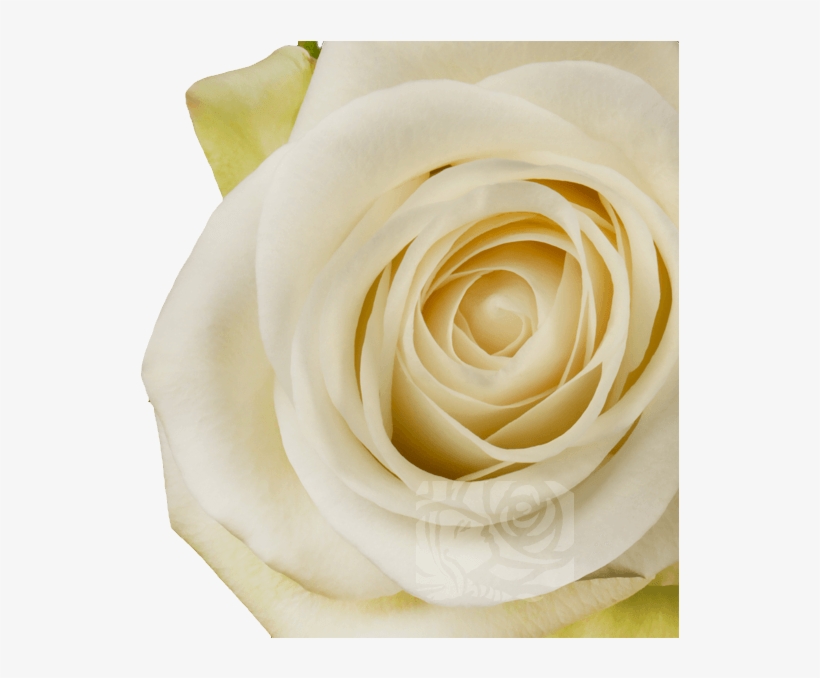 White Roses - Garden Roses, transparent png #9028411