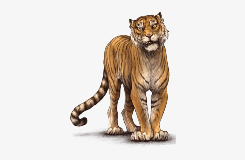 Siberian Tiger, transparent png #9028666
