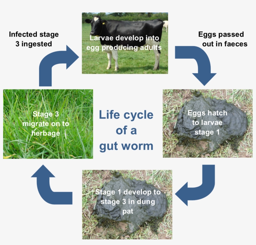 Gut Worm Life Cycle - Grass, transparent png #9028729