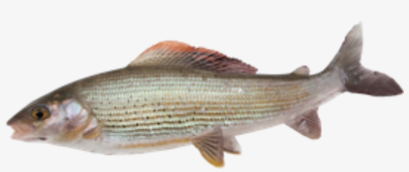 Striper Bass, transparent png #9028805