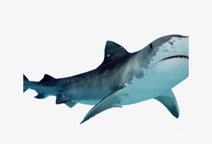 Transparent Background Shark Png, transparent png #9035029