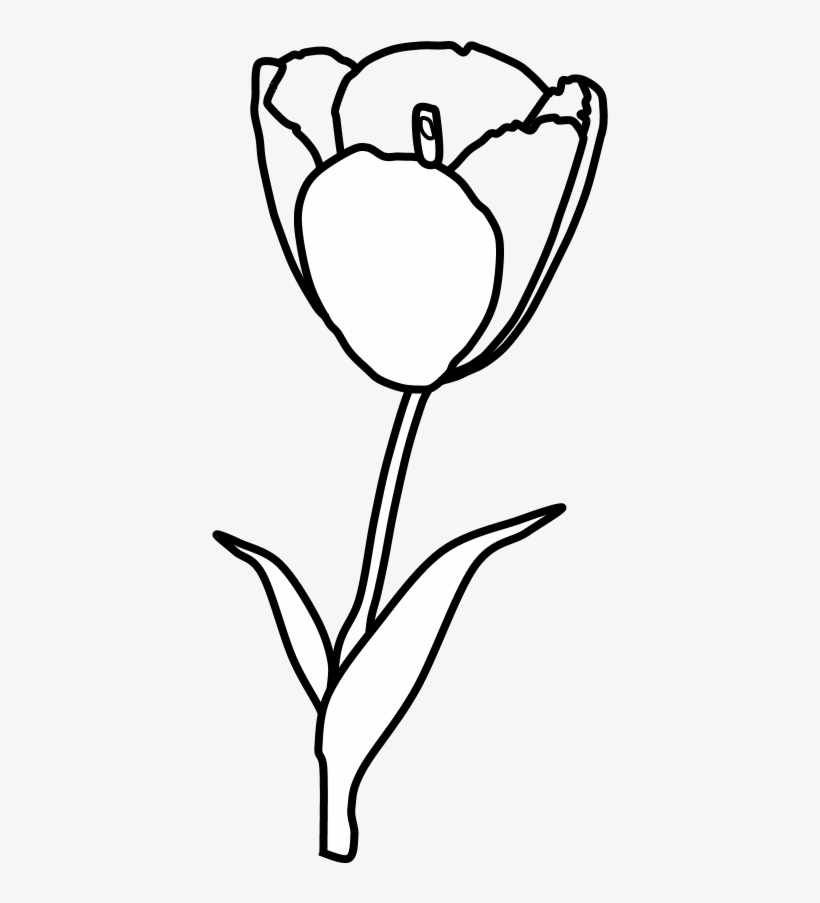 Tulip, Petals, Stamen, Black And White, Png - Sketch, transparent png #9036269
